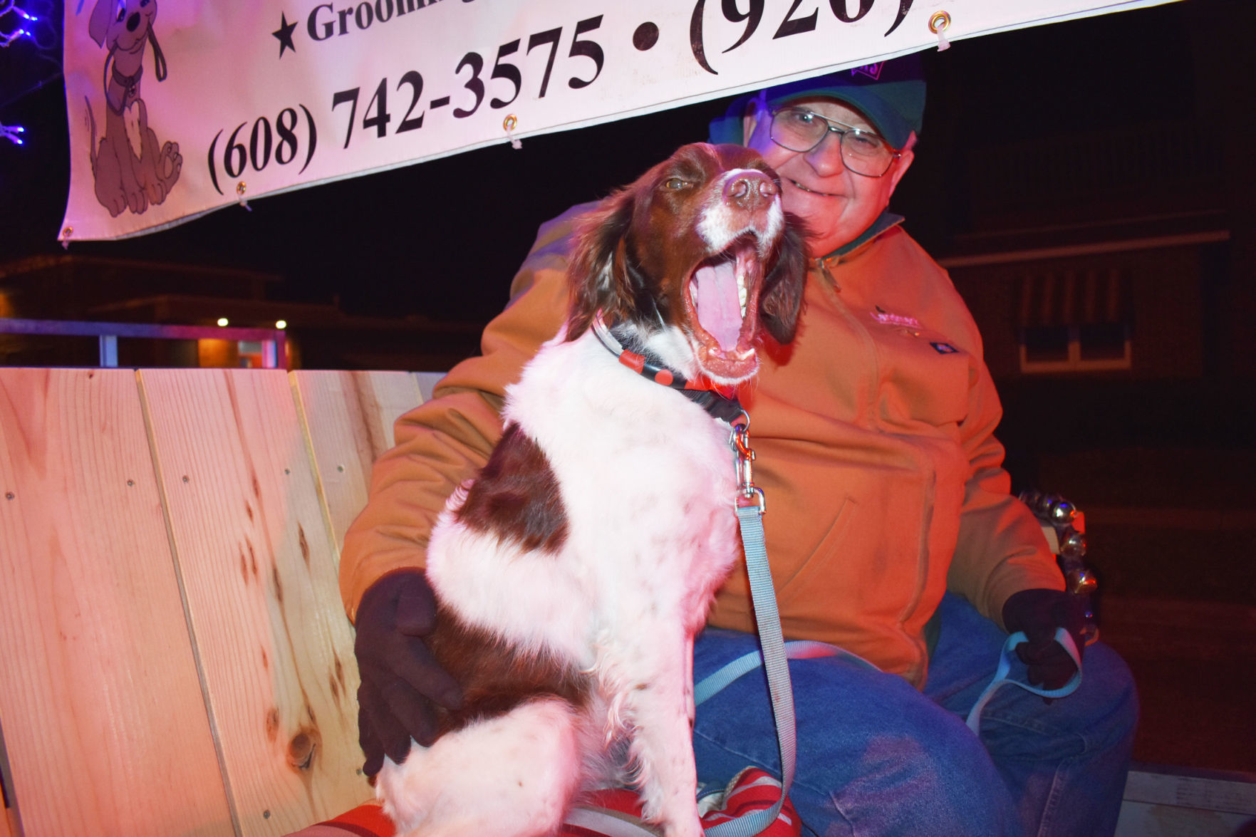 Parade Brittany spaniel
